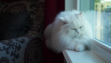 Fluffy-white-Persian-cat-sits-in-window