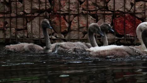 Madre-Y-Pequeños-Cisnes-Nadando-En-El-Agua-Tranquila