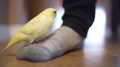 Lineolated-parakeet-stands-on-a-man's-socked-foot-and-begins-chewing-his-pant-leg