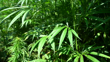 Push-in-Aufnahme-Von-Cannabispflanzen-Oder-Hanfblättern-An-Einem-Hellen-Sonnigen-Tag,-Aufnahme-Mit-100-Fps,-Zeitlupe