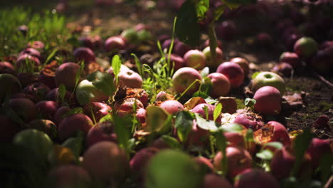 A-pile-of-apples-lie-on-the-ground-in-an-apple-orchard,-discarded-and-uneaten