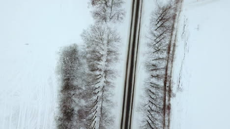 Nice-and-slow-top-down-aerial-shot-of-slippery-road-covered-with-ice,-between-birch-alley-on-cloudy-winter-day-in-Latvia