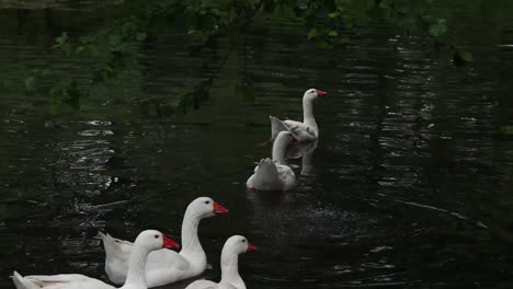 Gruppe-Weißer-Hausgänse,-Die-Im-Kanal-Schwimmen