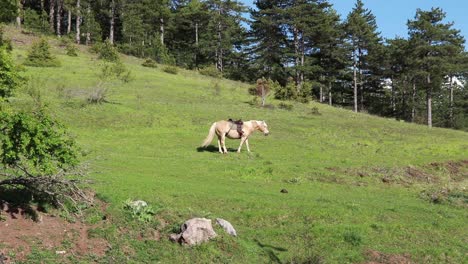 Schönes-Pferd,-Das-Auf-Dem-Grasbewachsenen-Rasen-Unter-Den-Kiefern-Weidet