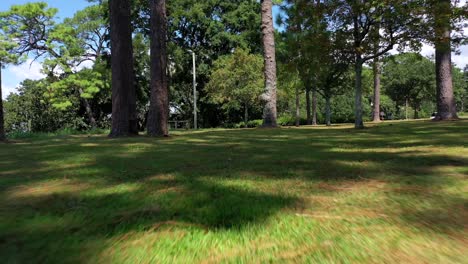Droning-through-pine-trees-in-Fairhope-Alabama