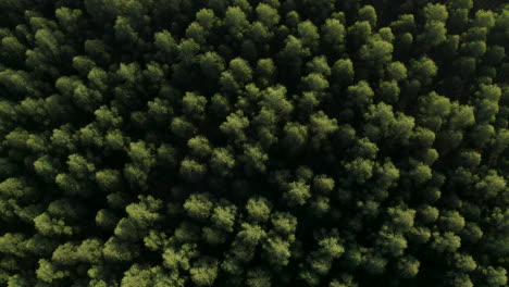 Aerial-Top-Down-of-Lush-Pine-Forest