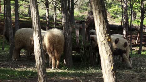 group-of-sheep-feeding-in-a-summer-stall-between-the-small-trees