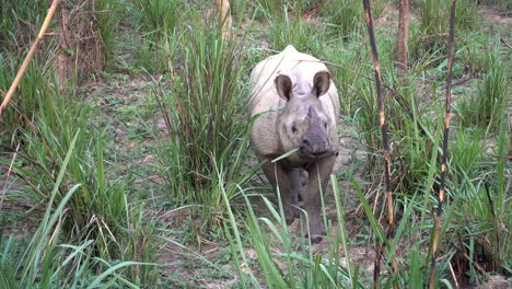 El-Raro-Rinoceronte-De-Un-Cuerno-En-Las-Praderas-De-Nepal