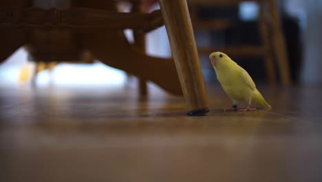 Small-lineolated-parakeet-standing-on-the-floor-of-a-kitchen-near-a-chair-leg,-looking-around