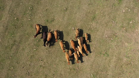 AERIAL:-Camera-Down-Drone-Shot-of-Herd-of-Beautiful-Brown-Cows-that-are-Running-on-a-Meadow