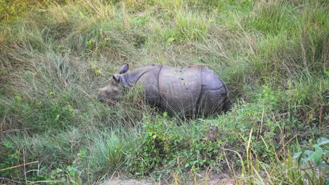 Das-Seltene-Nashorn-Mit-Einem-Horn-Im-Grasland-Von-Nepal