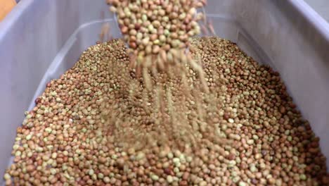 Faba-Beans-Seeds-used-as-cover-crop,-sold-by-a-small-business-that-sells-seeds-to-farmers-to-increase-soil-health