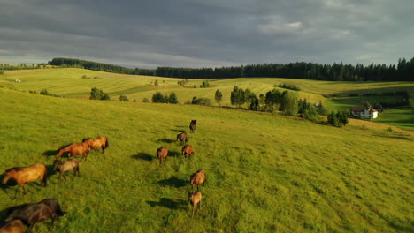 Drone-shot-of-walking-black-and-brown-horses-grazing-freely-close-to-a-forest