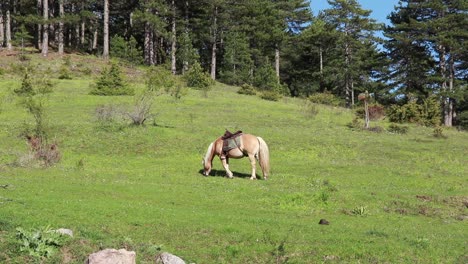 Horse-is-eating-fresh-grass-on-the-green-meadow,-at-countryside-hills