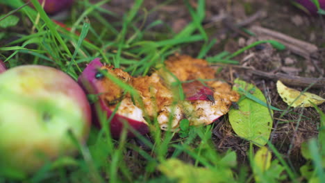 Flies-and-wasps-crawl-on-a-rotting-apple-in-the-grass