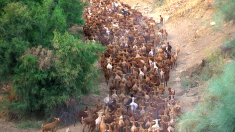 farmer-moving-goats-along-a-path,-herding-animals-shot-in-4k