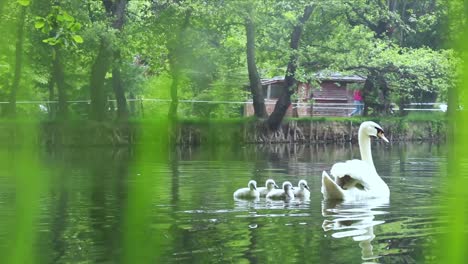 Pequeños-Cisnes-Nadando-Con-Su-Madre-En-El-Lago-Del-Parque