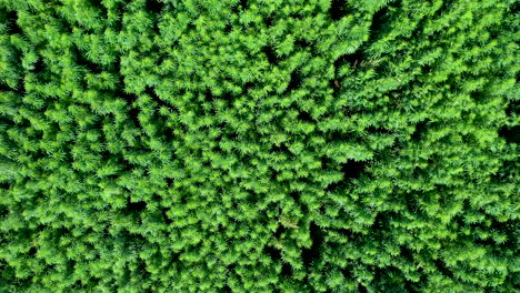 AERIAL:-Camera-Down-Shot-of-Vast-Waving-Green-Cannabis-Weed-or-Hemp-Plants-Field-on-a-Brigt-Day