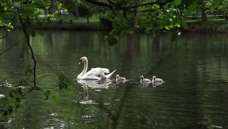 small-swans-try-to-climb-into-the-mother's-back