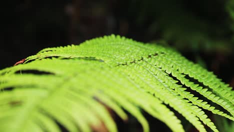 Close-up-of-a-leaf-of-fern-moving-by-the-wind
