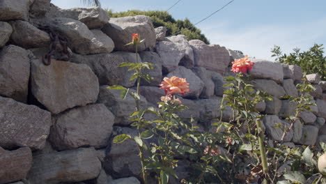 Rosen-Gegen-Eine-Graue-Steinmauer