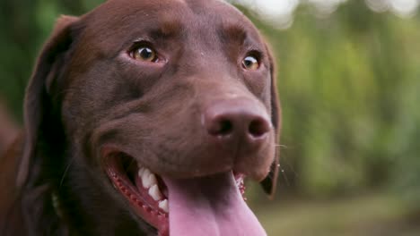 Shallow-Focus-Close-Up---Happy-Chocolate-Labrador-Retriever-Dog