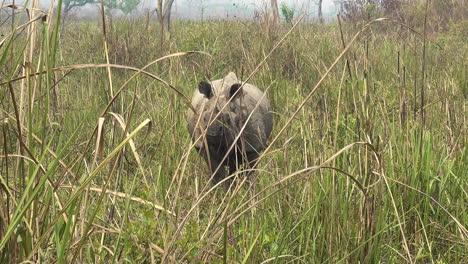 El-Raro-Rinoceronte-De-Un-Cuerno-En-Las-Praderas-De-Nepal