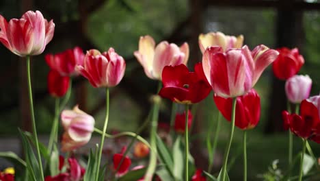 Schöne-Bunte-Tulpenblumen-Blühen-Im-Frühlingsgarten-Bei-Leichter-Brise