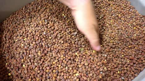 Desi-Chickpea-Seeds-used-as-cover-crop,-sold-by-a-small-business-that-sells-seeds-to-farmers-to-increase-soil-health
