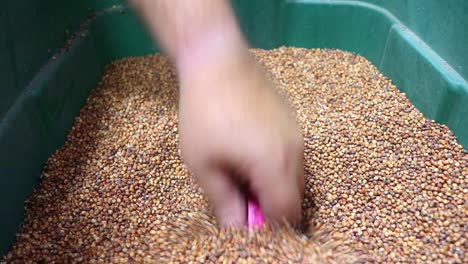 Sweet-Forever-Sorghum-Sudan-Samen,-Die-Als-Deckfrucht-Verwendet-Werden-Und-Von-Einem-Kleinen-Unternehmen-Verkauft-Werden,-Das-Samen-An-Landwirte-Verkauft,-Um-Die-Bodengesundheit-Und-Feuchtigkeitsspeicherung-Zu-Verbessern