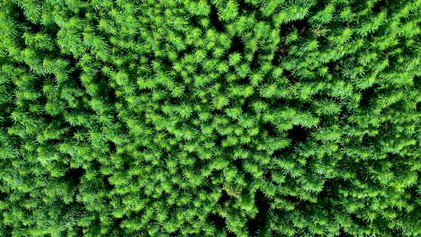 AERIAL:-Camera-Down-Shot-of-Slowly-Ascending-Drone-With-Reveal-Shot-of-Vast-Waving-in-the-Wind-Cannabis-Weed-or-Hemp-Plants-Field-on-a-Brigt-Day