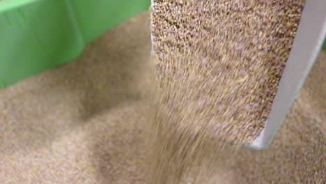 Inokulierte-Gemeine-Alfalfa-Samen-Zur-Verwendung-Als-Zwischenfrucht,-Verkauft-Von-Einem-Kleinen-Unternehmen,-Das-Samen-An-Landwirte-Verkauft-Und-Exportiert,-Die-Sich-Sorgen-Um-Die-Bodengesundheit-Machen
