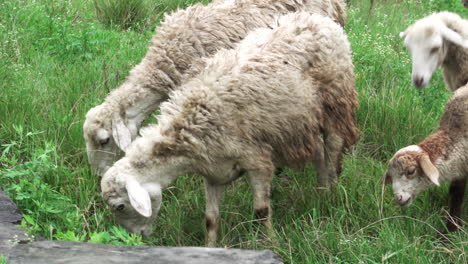 Nasse-Und-Schmutzige-Schafe,-Die-Auf-Dem-Gras-Weiden