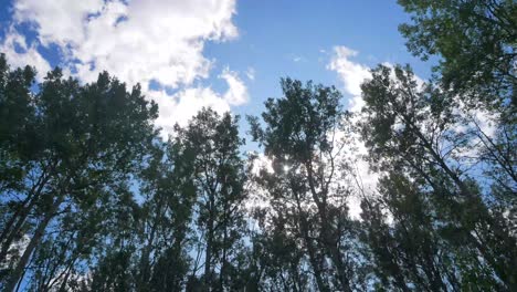 Zeitraffer-Landschaftsansicht-Des-Pinienwaldes-Bis-Zum-Himmel-Mit-Wolken,-Die-Sich-Tagsüber-Im-Sommer-In-Alberta,-Kanada---Banff-Nationalpark-Am-Himmel-Bewegen