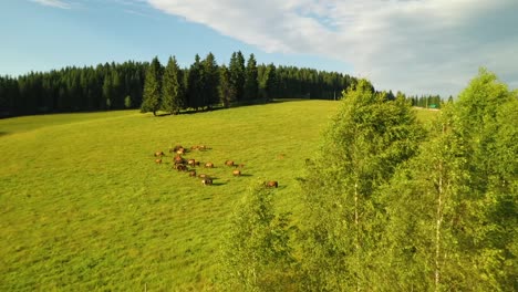 Drone-shot-of-black-and-brown-horses-grazing-freely-close-to-a-forest-and-village-Sihla,-Slovak-Republic