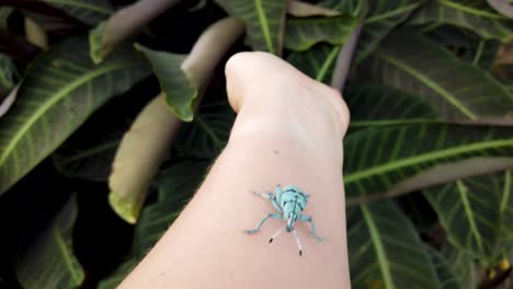 Blue-insect-crawls-over-hand-of-person-and-up-arm-toward-camera