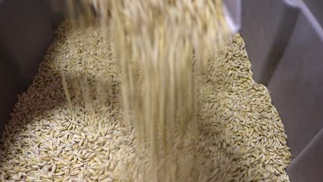 Saturn-Winter-Barley-Seeds-to-be-used-as-cover-crop,-sold-by-a-small-business-that-sells-and-exports-seeds-to-farmers-who-are-concerned-about-soil-health