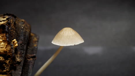 Mushroom-grows-from-rotting-log-and-opens-its-cap-in-time-lapsed-motion