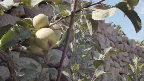 Apple-tree-against-a-stone-wall-in-daylight