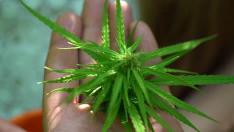 Close-up-of-a-Person-Hand-Holding-Cannabis-or-Hemp-Leaf,-Shot-at-100-FPS-Played-Back-at-50-FPS,-Slow-Motion