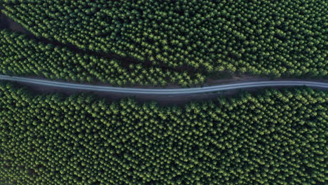 Aerial-View-of-a-Road-in-the-Middle-of-the-Forest