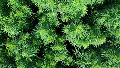 AERIAL:-Camera-Down-Shot-of-Flying-Very-Close-to-Waving-Cannabis-Weed-or-Hemp-Plants-on-a-Sunny-Brigt-Day,-Shot-at-50-FPS,-Slow-Motion