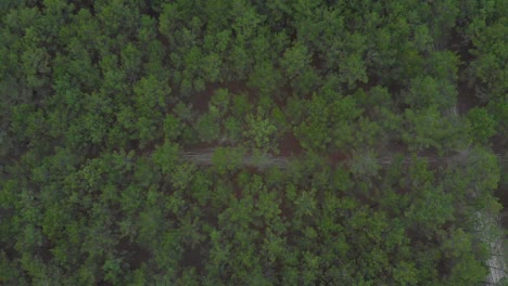 Aerial-vertical-view-of-a-sand-road-inside-a-beautiful-pine-wood-forest