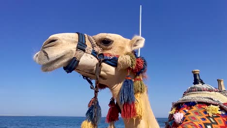 One-camel-in-bright-colorful-traditional-decorations-chewing-food-and-showing-teeth-during-a-hot-summer-day,-STILL