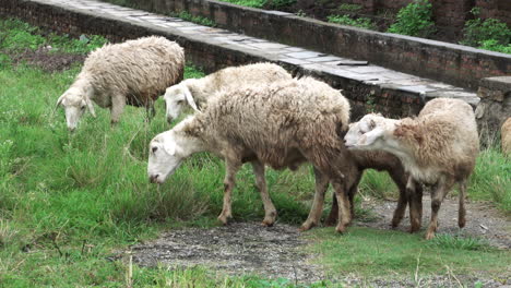 Nasse-Und-Schmutzige-Schafe,-Die-Auf-Dem-Gras-Weiden