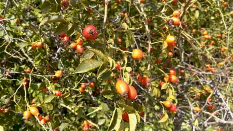 Healthy-red-rose-hips-in-late-summer-sunshine-gently-moving-in-the-breeze