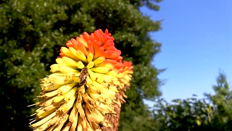 Abejas-Volando-Y-Polinizando-Hermosas-Flores-De-Lirios-De-Antorcha-En-Un-Caluroso-Día-De-Verano-Parte-1