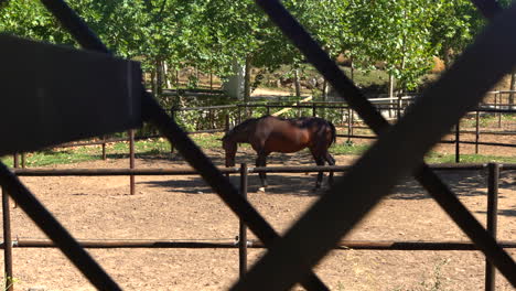 horse-behind-bars,-in-captivity,-brown-horse-locked-up,-filmed-in-4k-with-gimbal-and-full-frame-camera