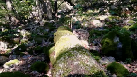 Moving-along-old-mossy-dead-tree-fallen-between-stones-covered-with-green-moss