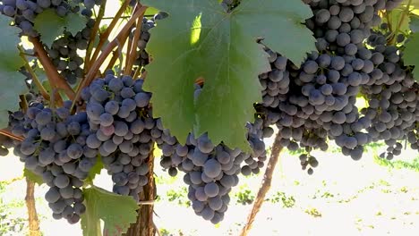 Red-grapes-hanging-and-gently-moving-in-an-early-autumn-breeze,-Part1,-PAN-RIGHT